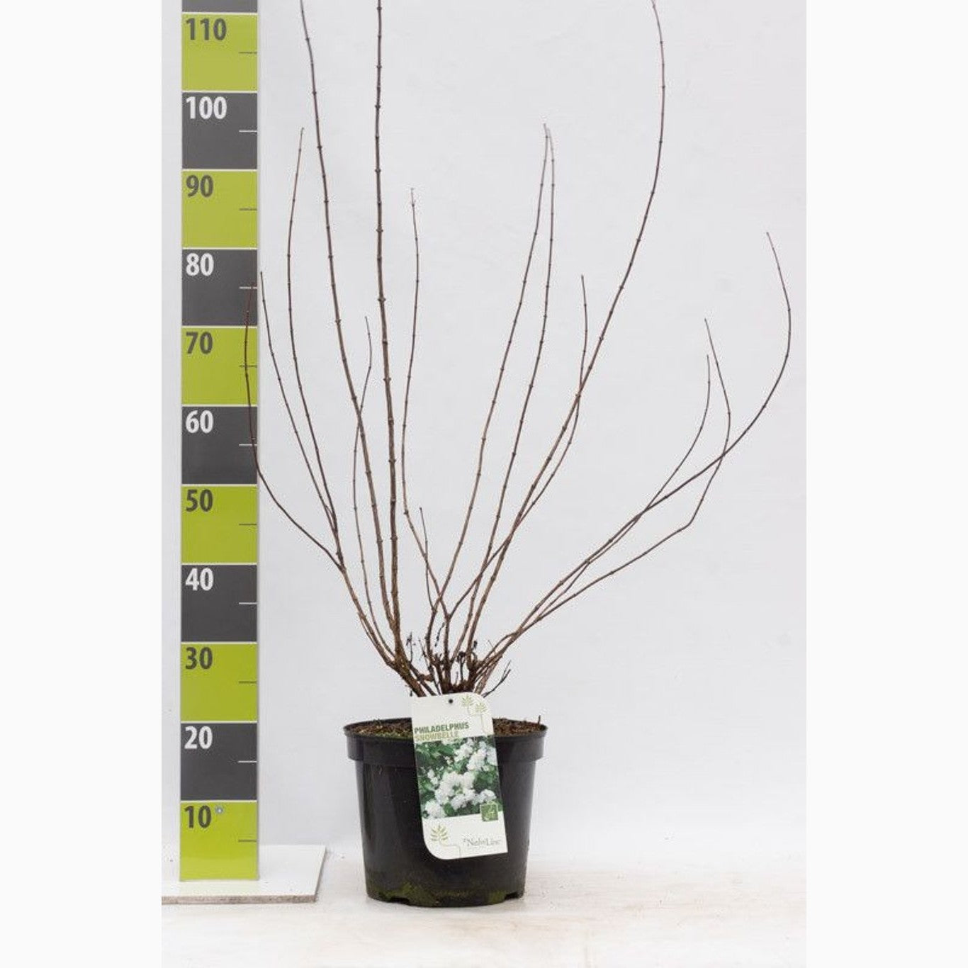 Schersmin – Philadelphus 'Snowbelle' - C7.5 80-100 CM